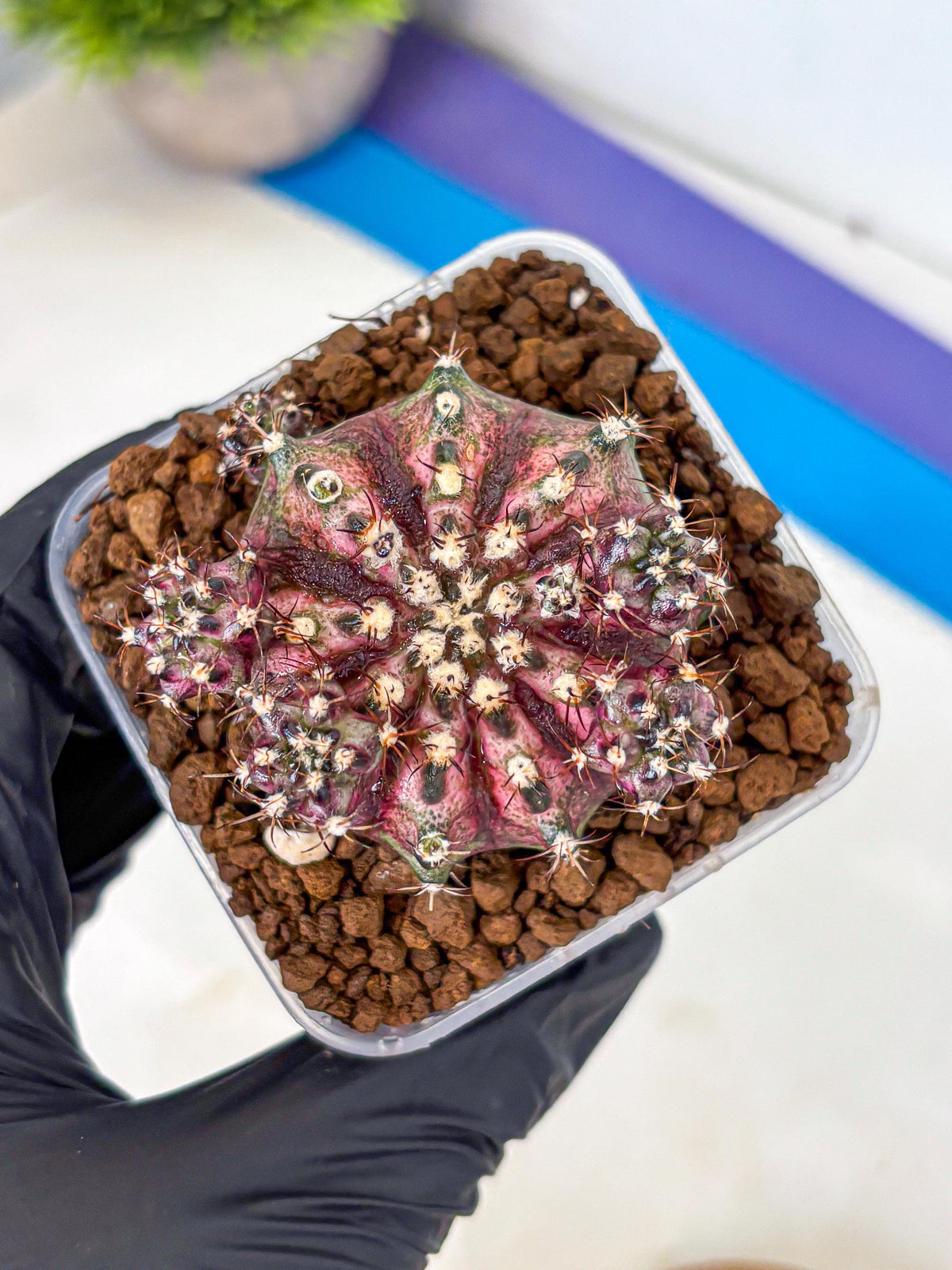 Gymnocalycium T-Rex (gy10) (4) | Variegated Cactus