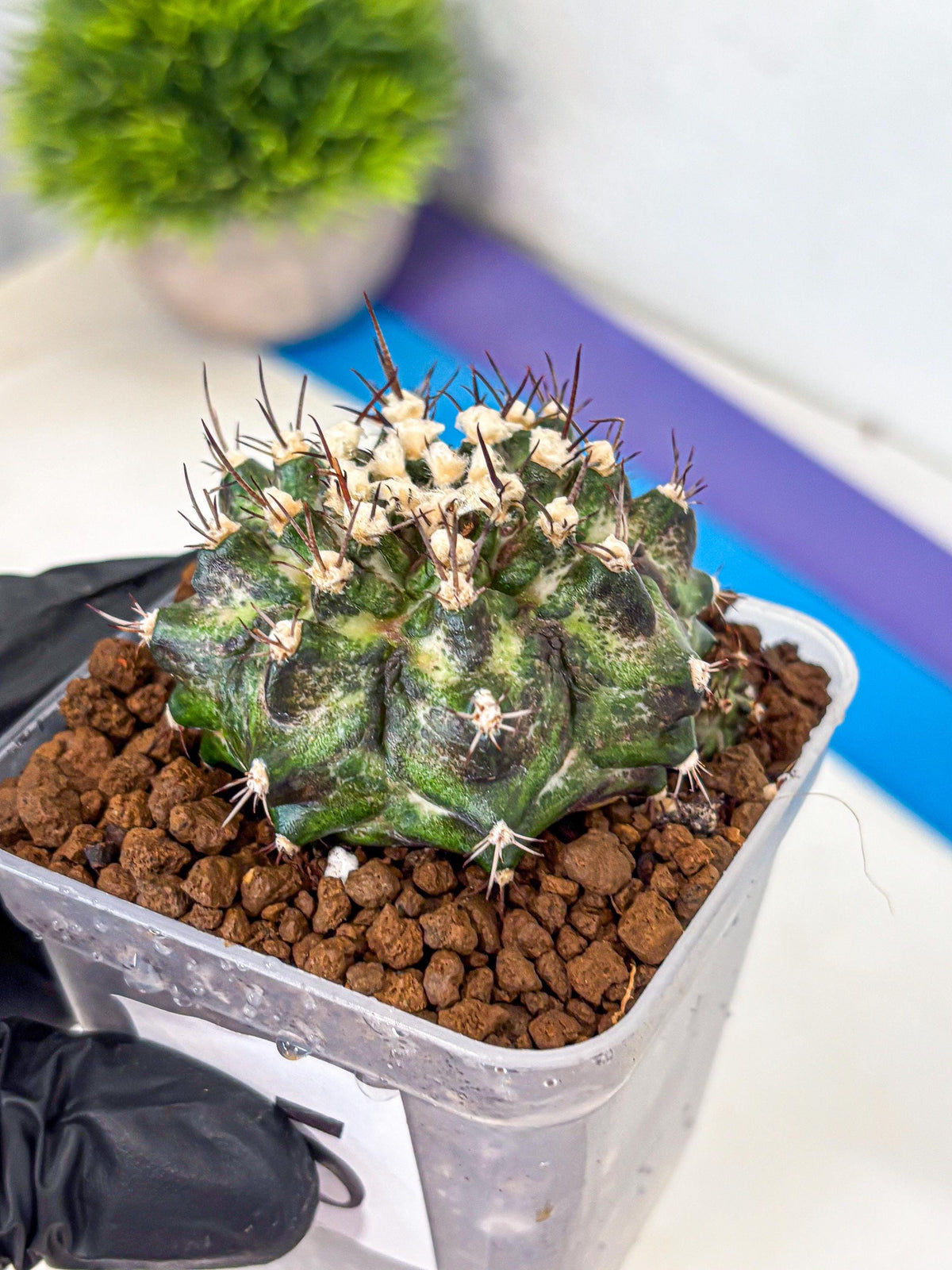 Gymnocalycium T-Rex (gy10) (5) | Variegated Cactus