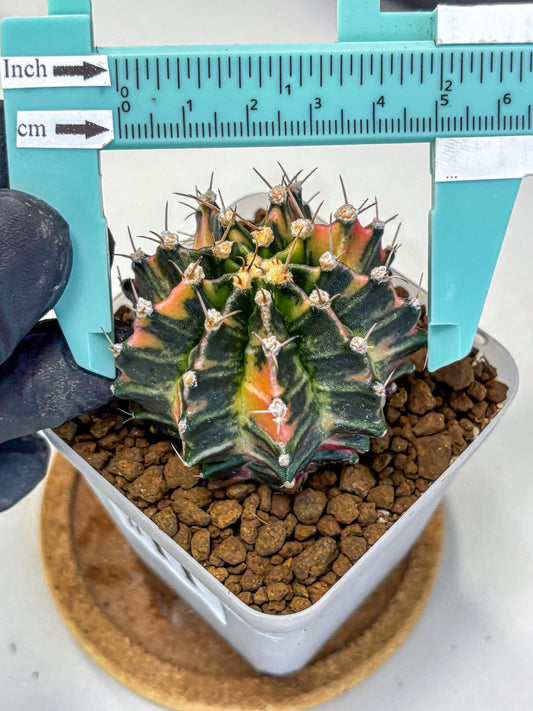 Gymnocalycium Nova Tears (gy8) (11) | Collector’s Edition