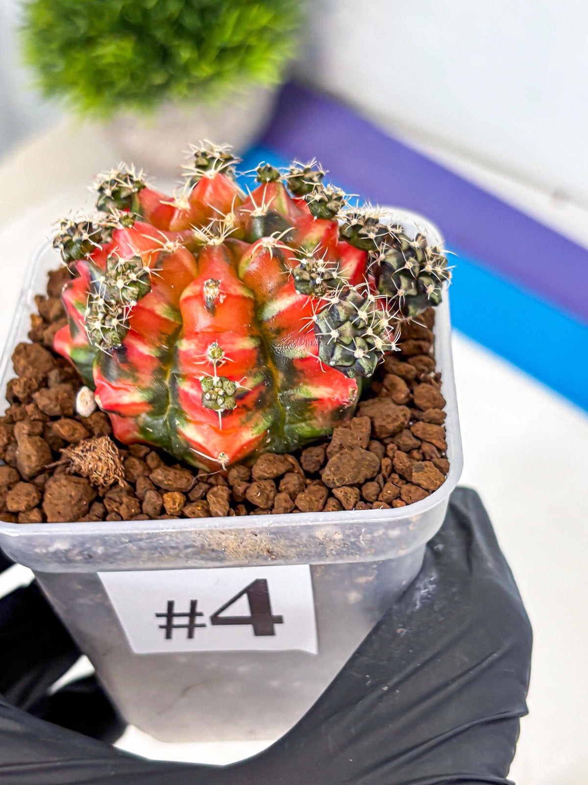 Gymnocalycium Sergeant Sam (gy11) (4) | Collector’s Edition