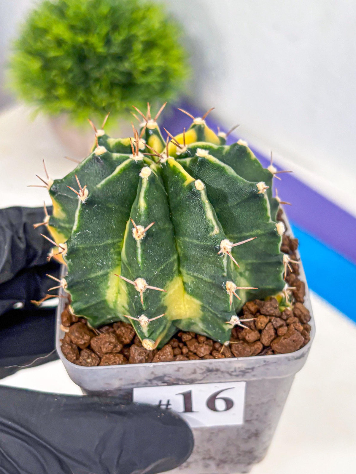 Gymnocalycium Shine (gy19) (16) | Rare Hybrid cactus