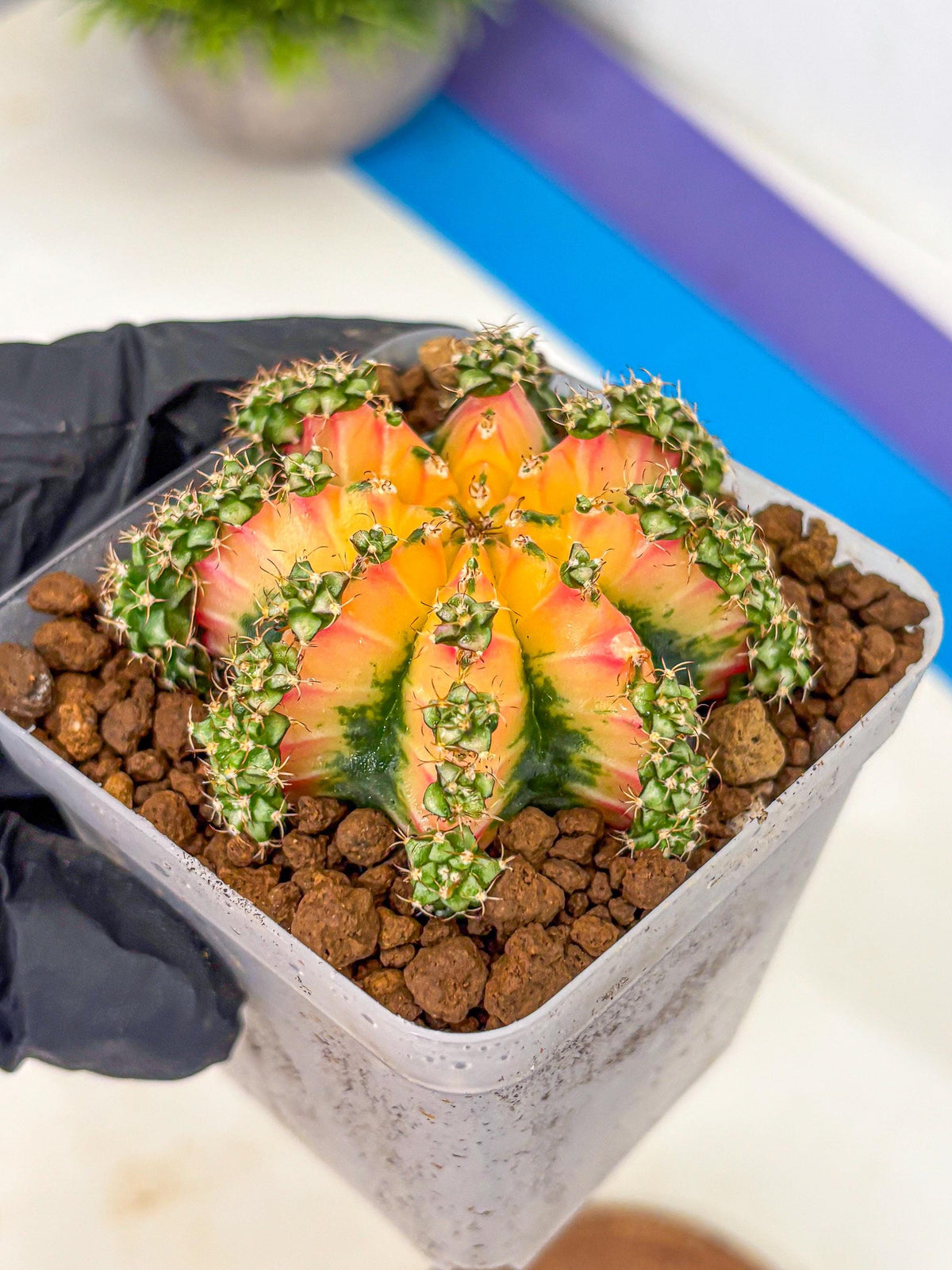 Gymnocalycium Red Chili (gy22) (18) | Special Hybrid cactus