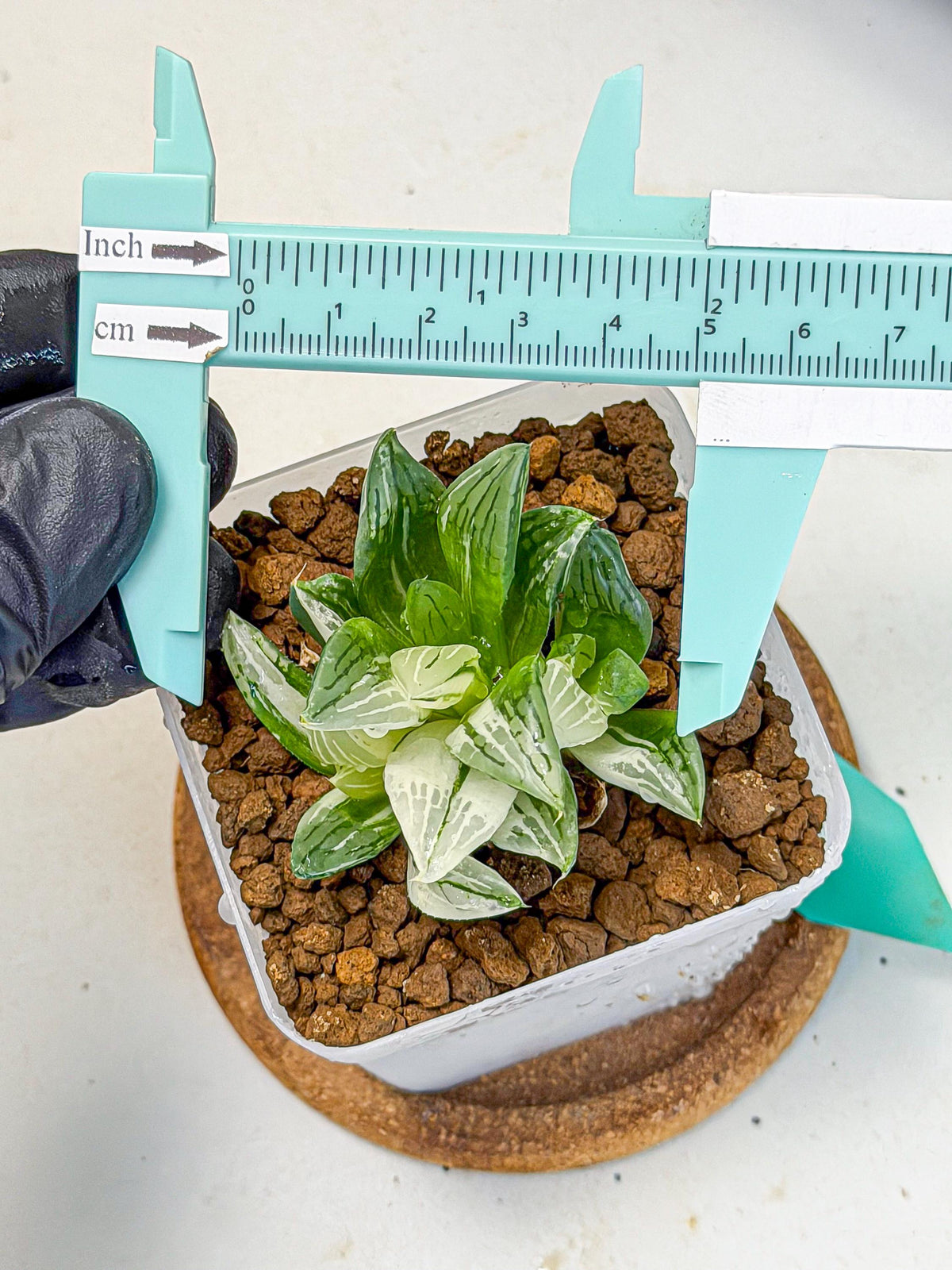Haworthia Obtusa Var (wa9) (gg) | Rare Desert plant