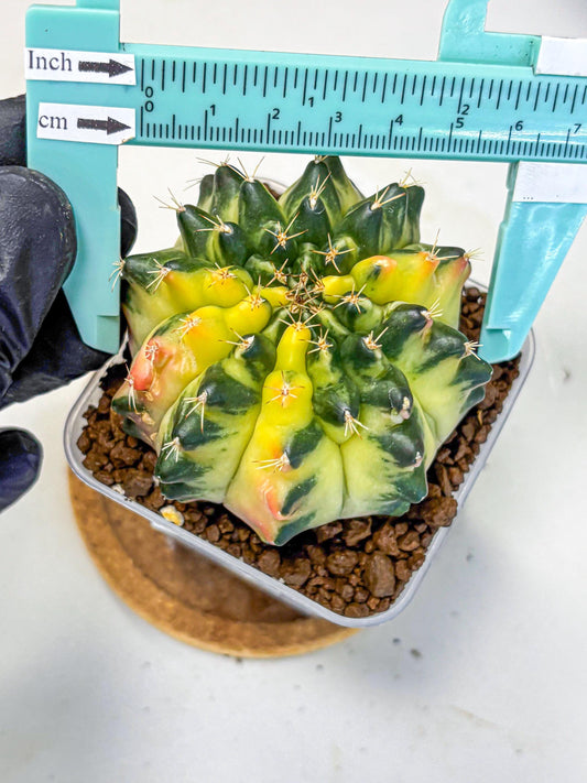 Gymnocalycium Emerald Kiss (gy13) (14) | Collectable Plant