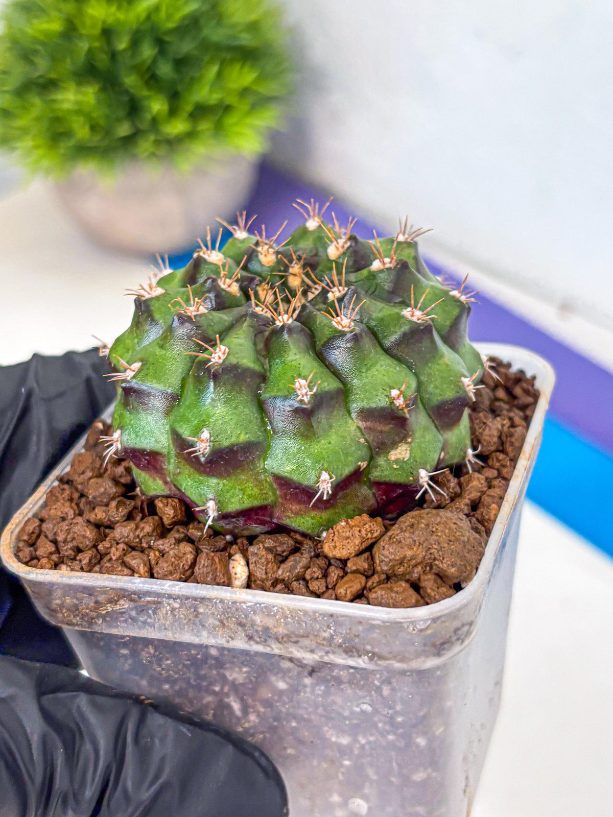 Gymnocalycium Chinese Dates (gy13) (yy) | Rare Hybrids
