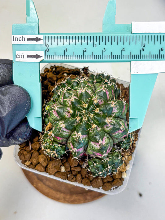 Gymnocalycium Larissa (gy18) (6) | Collector’s Edition