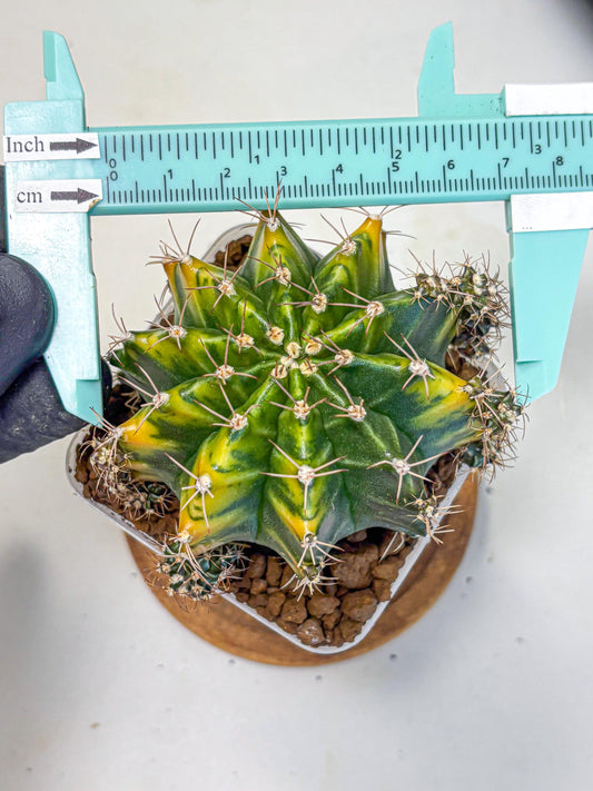 Gymnocalycium Caramel (gy18) (11) | Collector’s Edition
