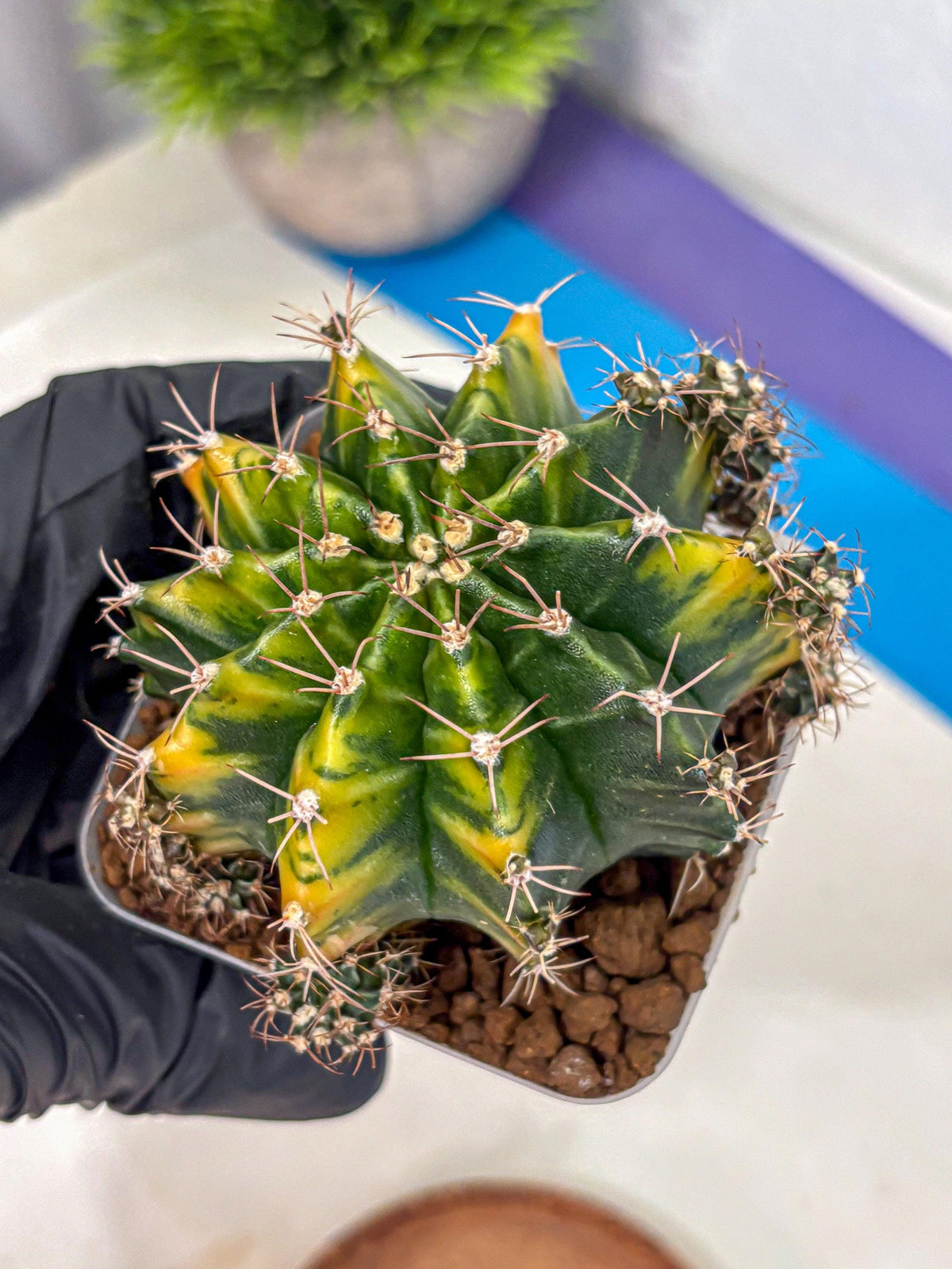Gymnocalycium Caramel (gy18) (11) | Collector’s Edition