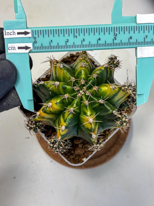 Gymnocalycium Caramel (gy18) (12) | Collector’s Edition