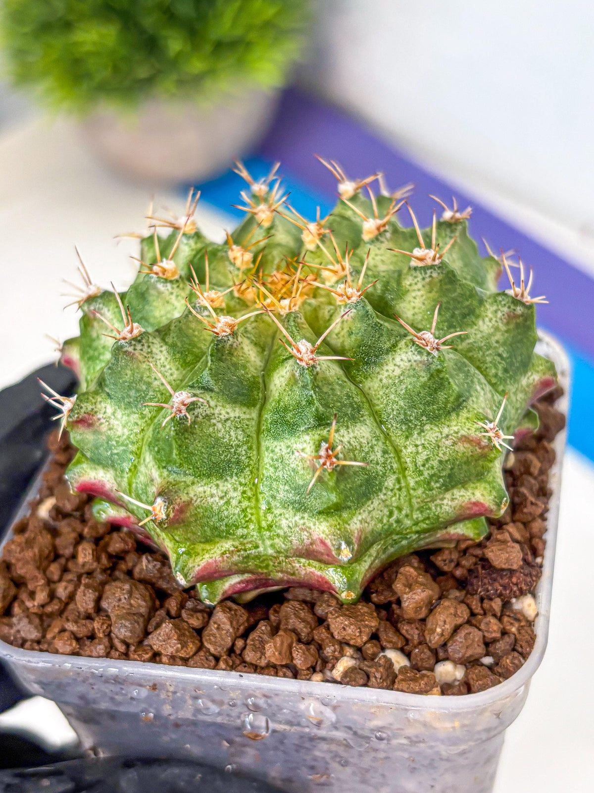 Gymnocalycium T-Lux Neon (gy14) (2) | Collector’s Edition