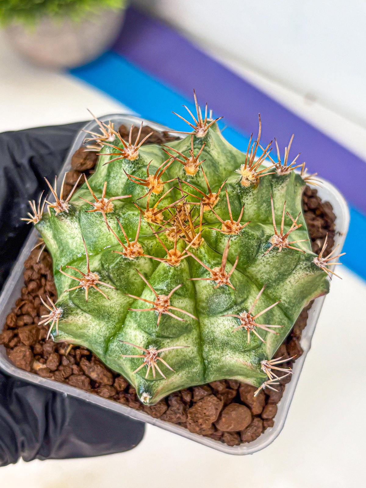 Gymnocalycium T-Lux Neon (gy14) (9) | Collector’s Edition