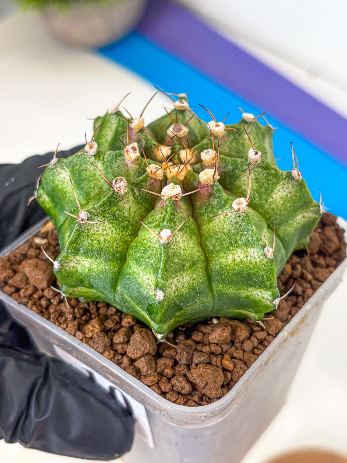 Gymnocalycium T-Lux Neon (gy14) (10) | Collector’s Edition