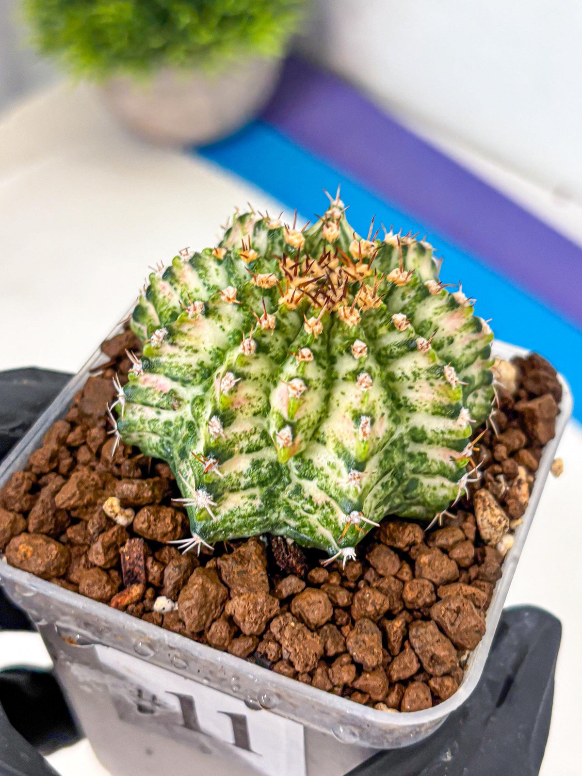 Gymnocalycium T-Lux Neon (gy14) (11) | Collector’s Edition