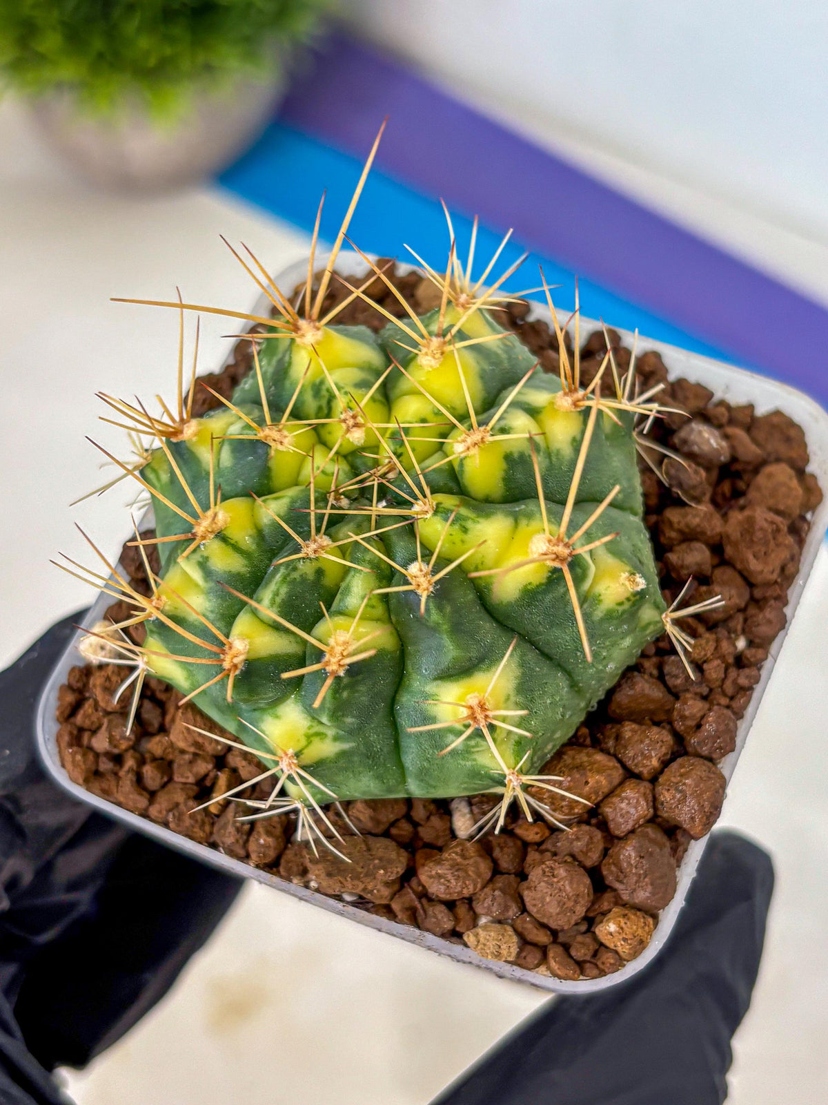 Gymnocalycium Lucky Yellow (gy8) (4) | Variegated cactus