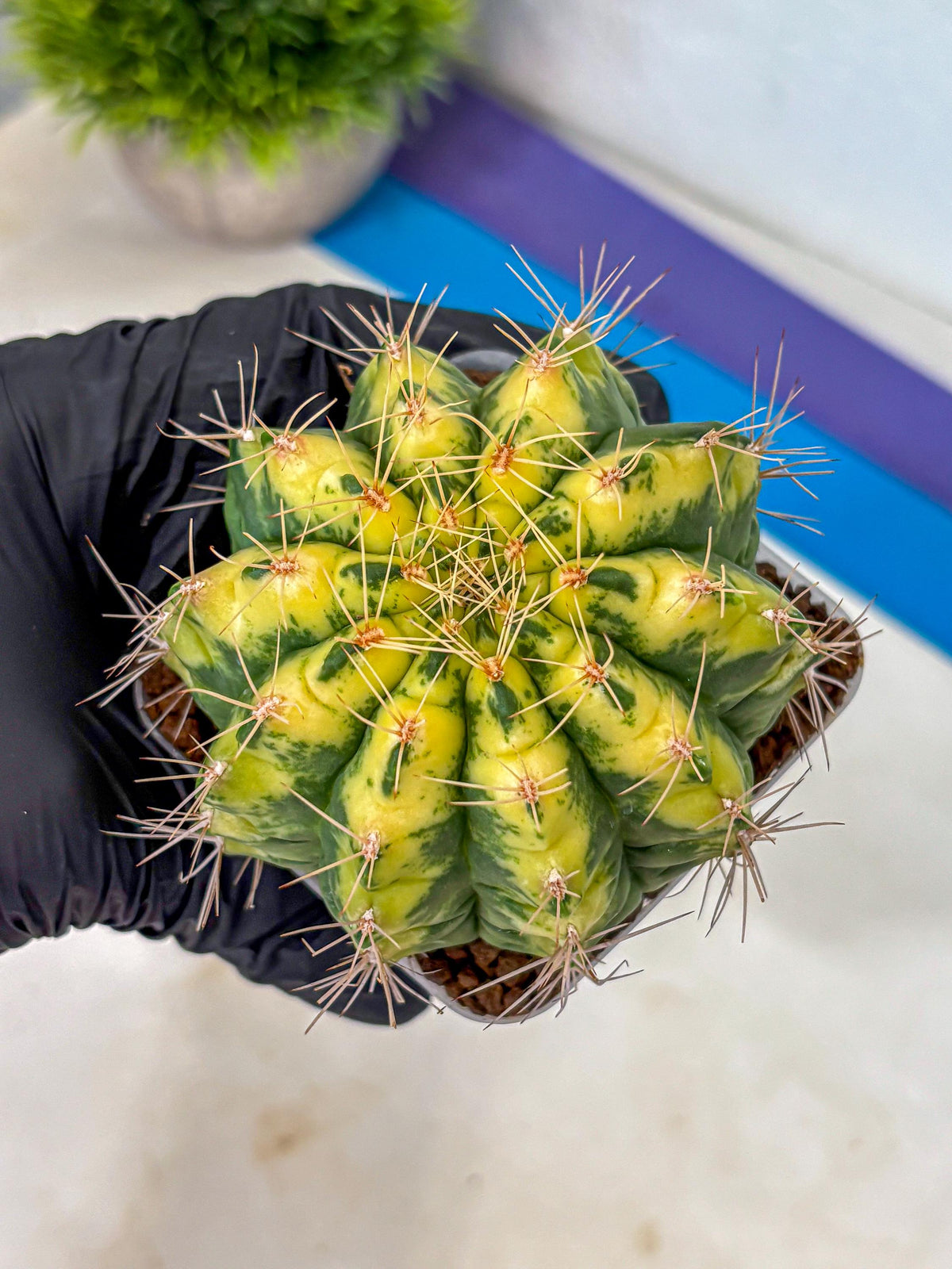 Gymnocalycium Lucky Yellow (gy8) (5) | Variegated cactus