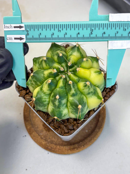 Gymnocalycium Amber (gy19) (7) | Rare Hybrids