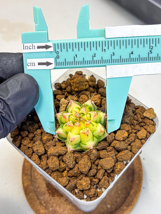 Gymnocalycium Flower Field (gy19) (14) | Rare Hybrid cactus