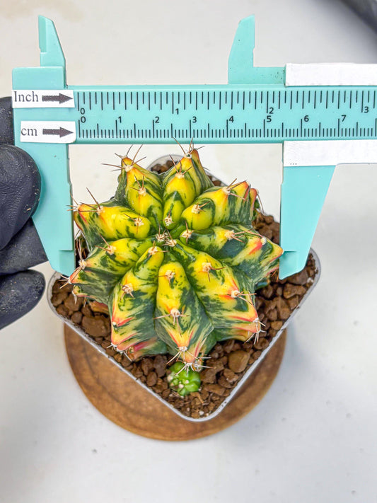 Gymnocalycium Oriane (g19) (18) | Rare Hybrid cactus