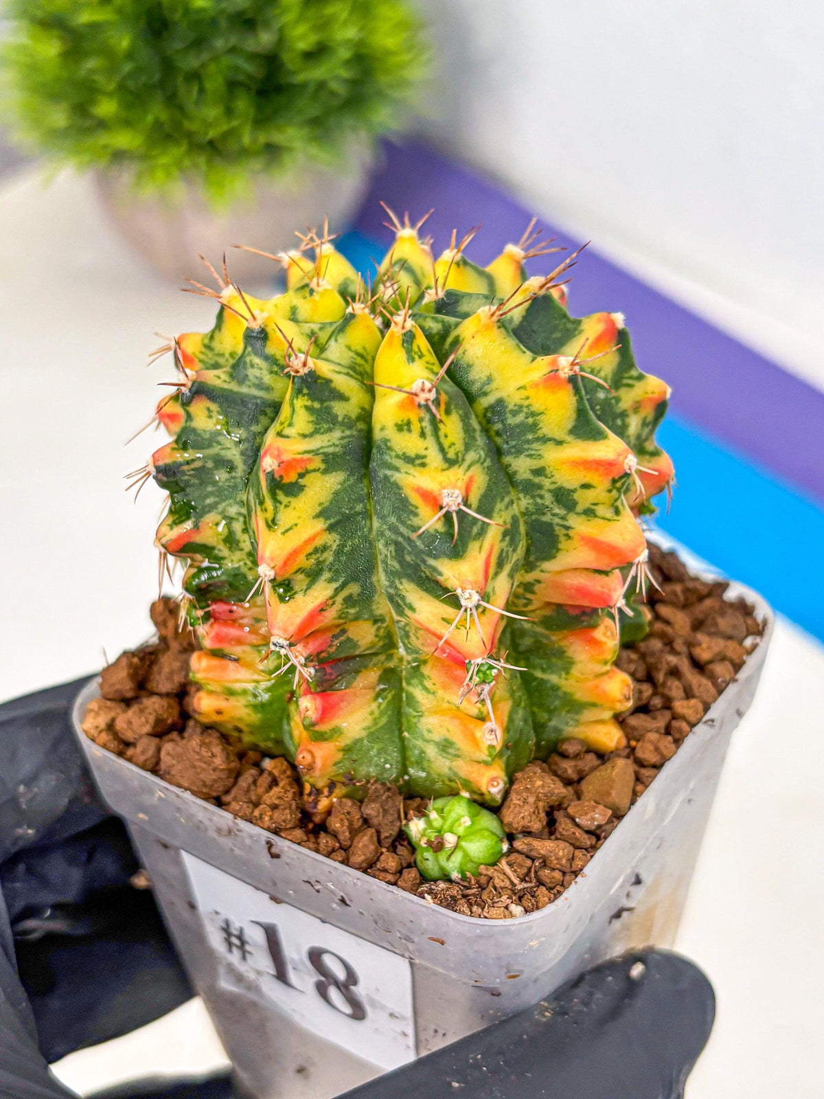 Gymnocalycium Oriane (g19) (18) | Rare Hybrid cactus