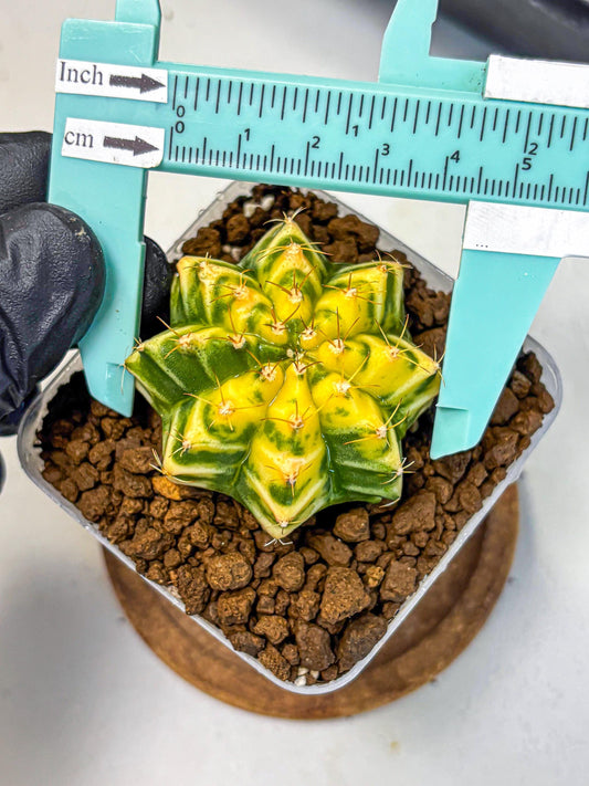 Gymnocalycium Morning Glory (gy23) (10) | Rare Hybrid cactus