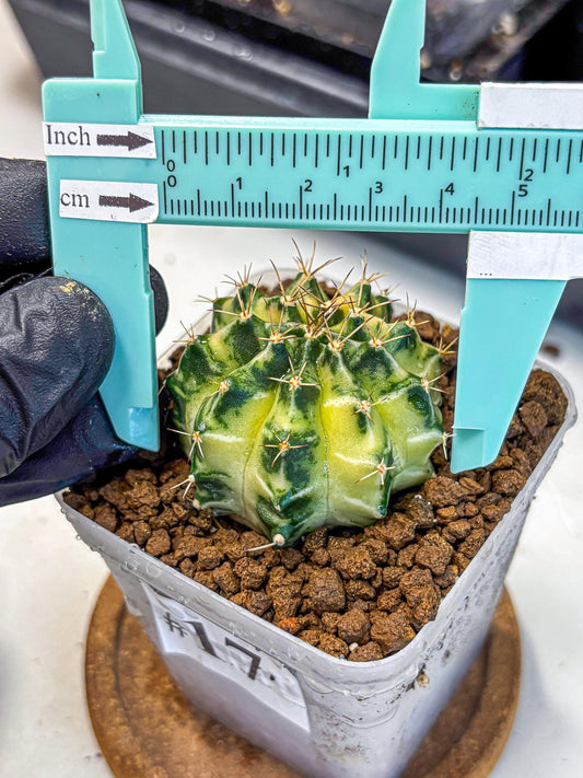 Gymnocalycium Dragon Egg (gy23) (17) | Hybrid