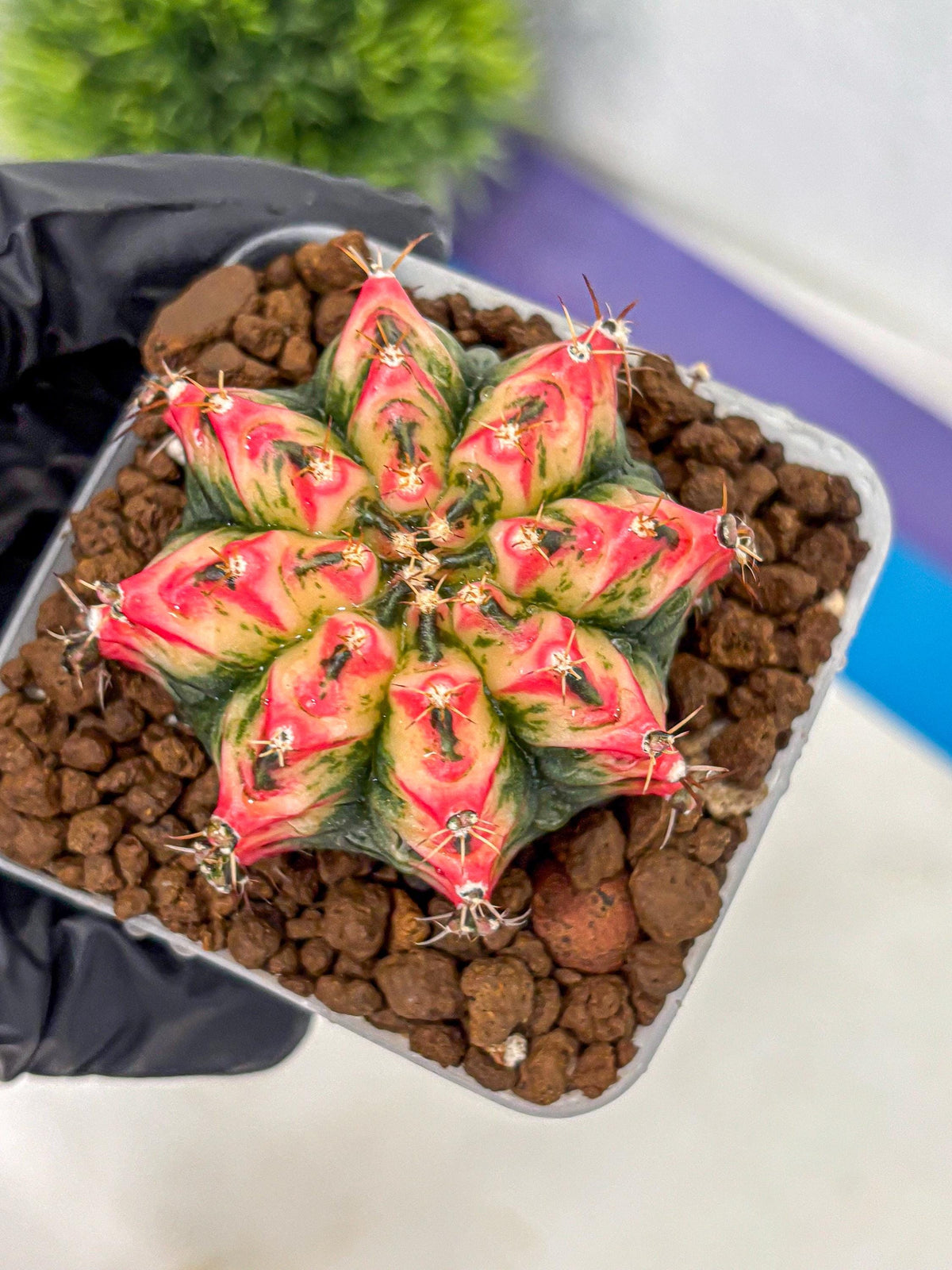 Gymnocalycium Multicolor (gy17) (13) | Special Hybrid cactus