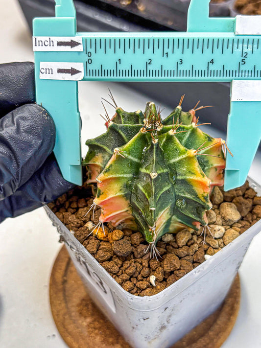 Gymnocalycium Fire Opal (gy23) (13) | Rare Hybrid cactus