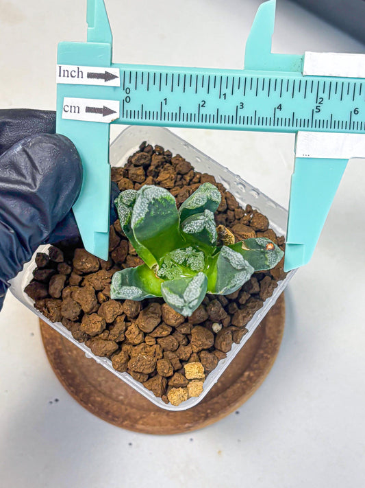 Haworthia Comptoniana (wa10) (1) | Rare Succulent