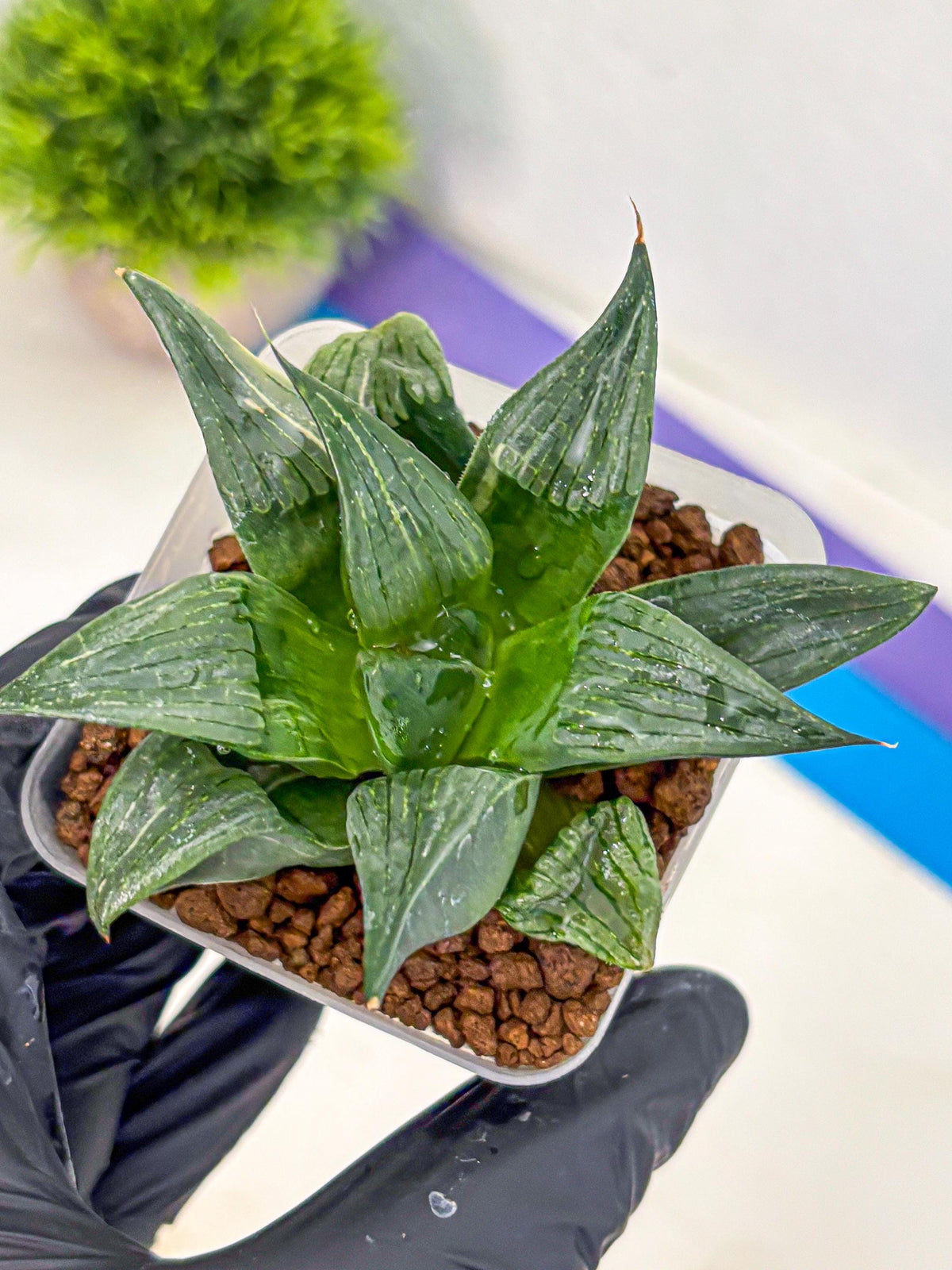 Haworthia Comptoniana (wa10) (5) | Rare Succulent