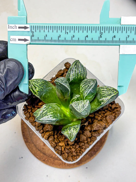 Haworthia Picta x Mutica (wa10) (10) | Rare Succulent