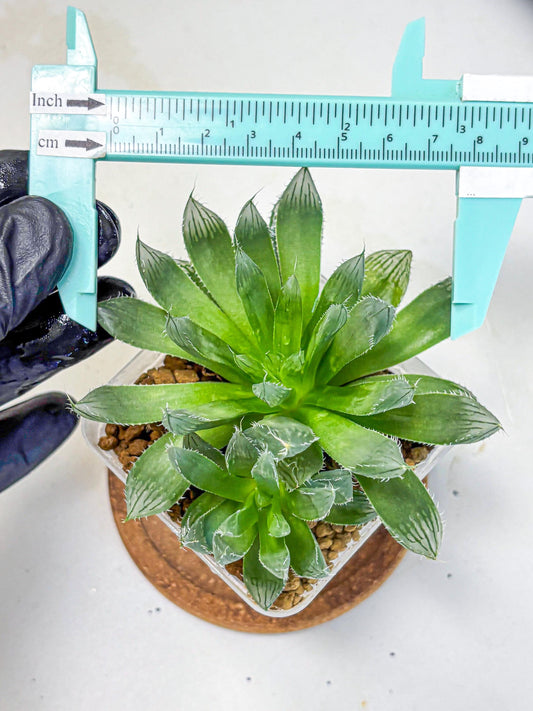 Haworthia Obtusa x Mirrorball (wa10) (14) | Rare Succulent