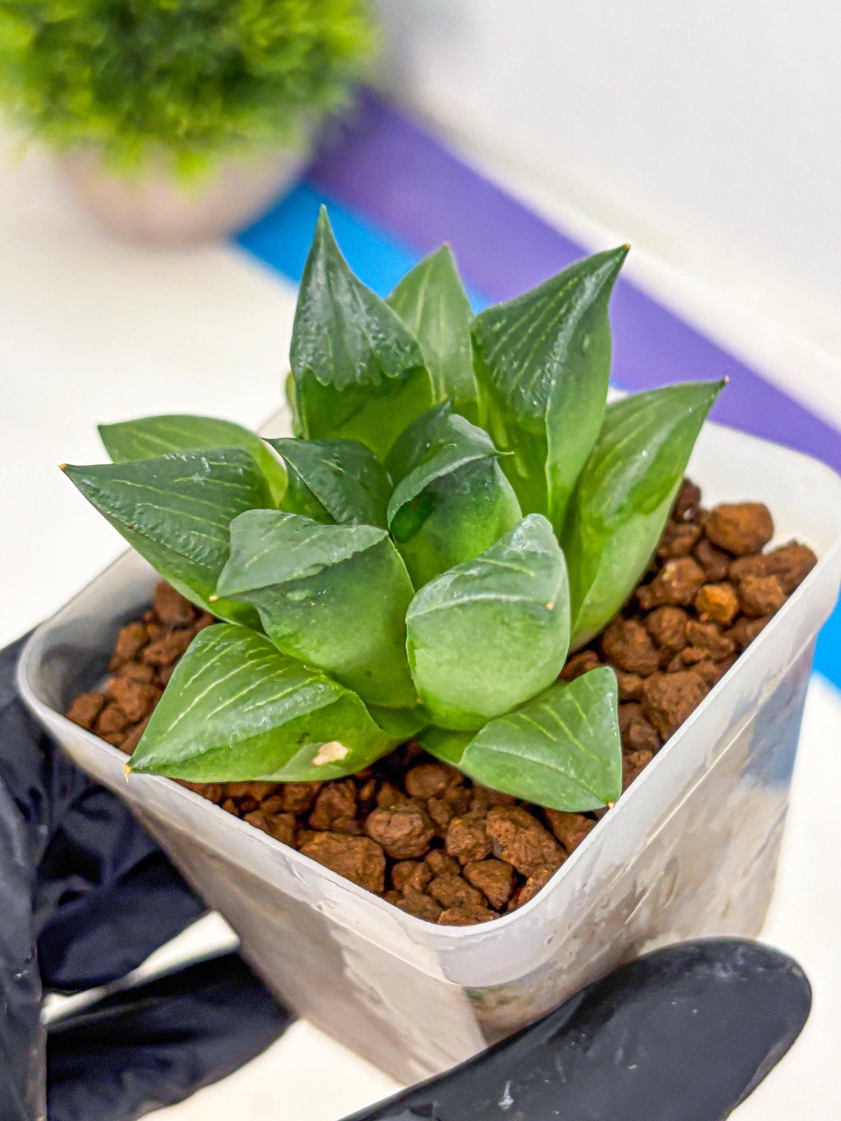 Haworthia Mutica Hyb (wa10) (13) | Rare Succulent
