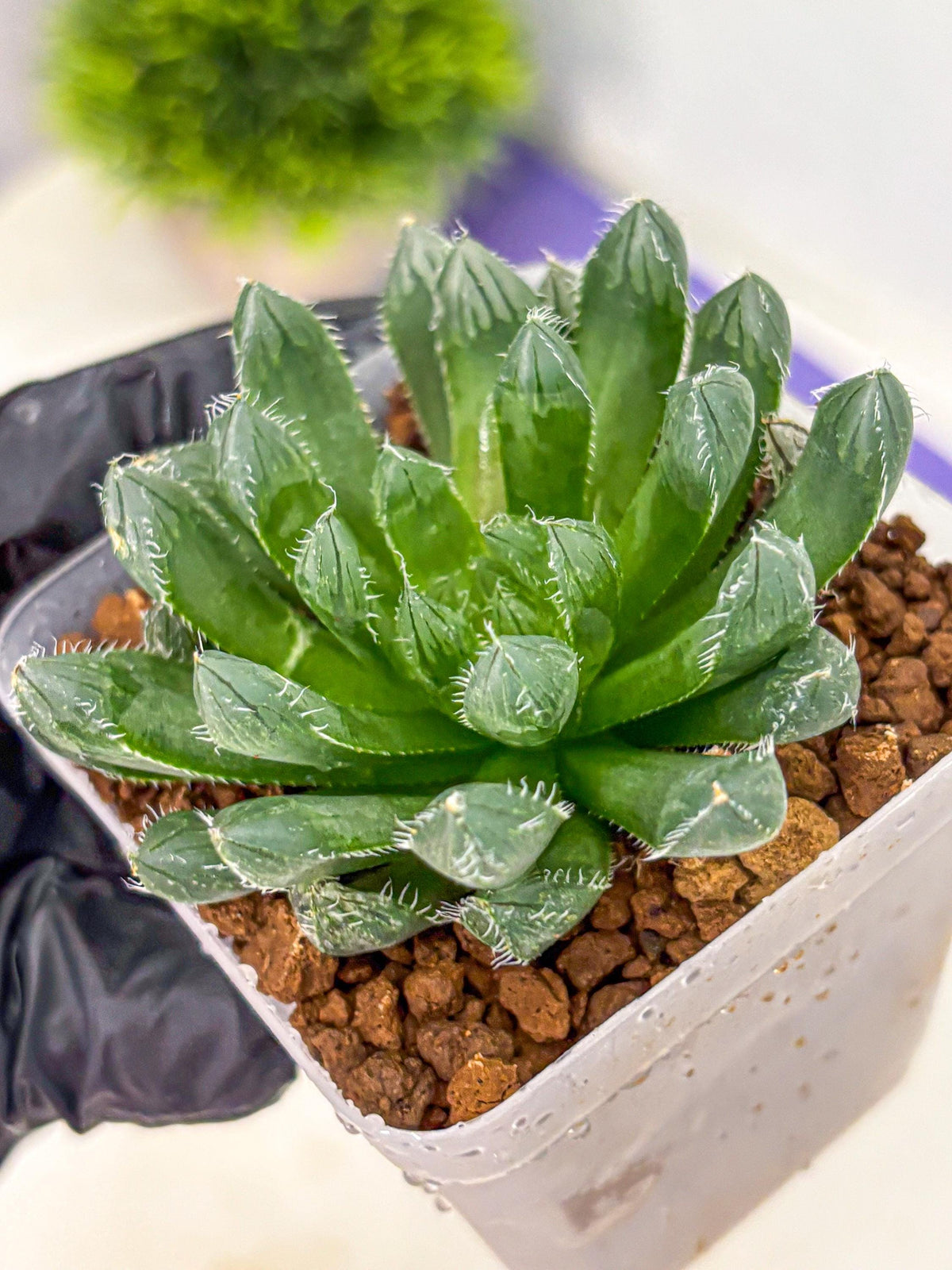 Haworthia Obtusa hyb (wa11) (bb) | Easy Care Indoor Plant
