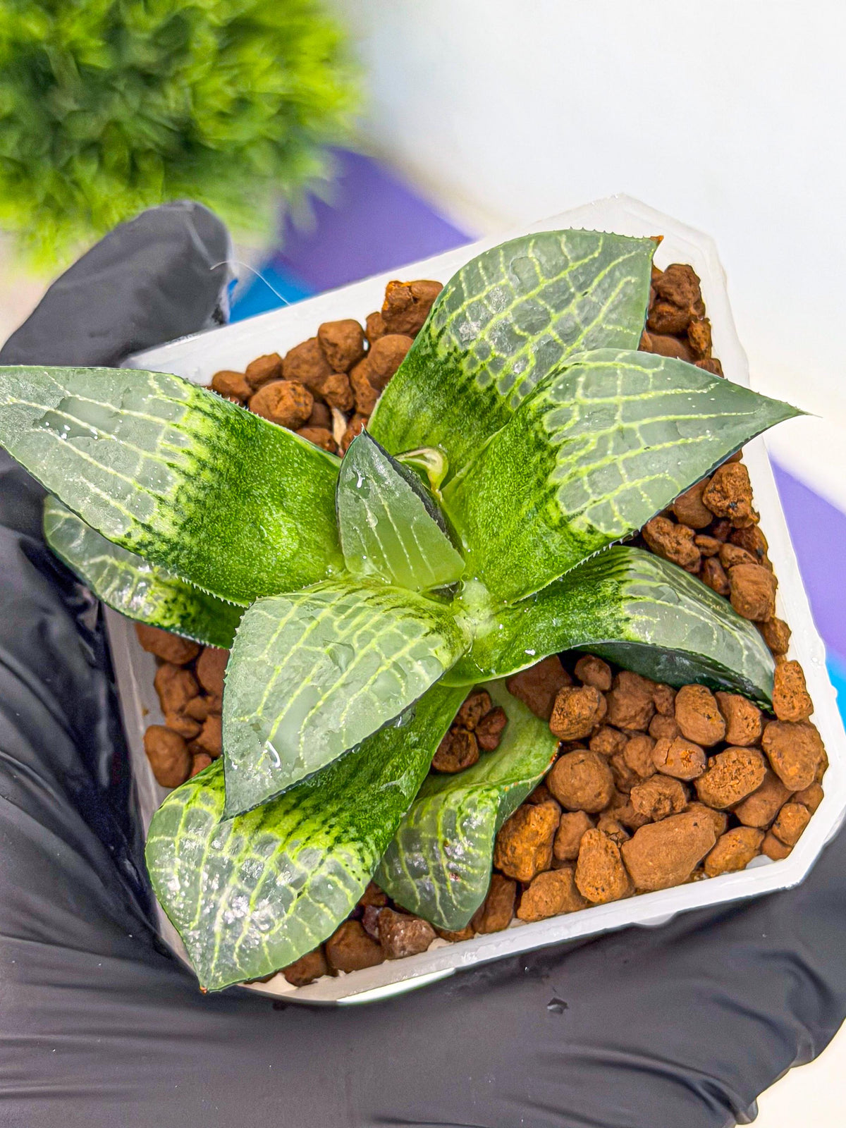 Haworthia Boli Kang (wa3) (y7) | Hong Kong Rare Species