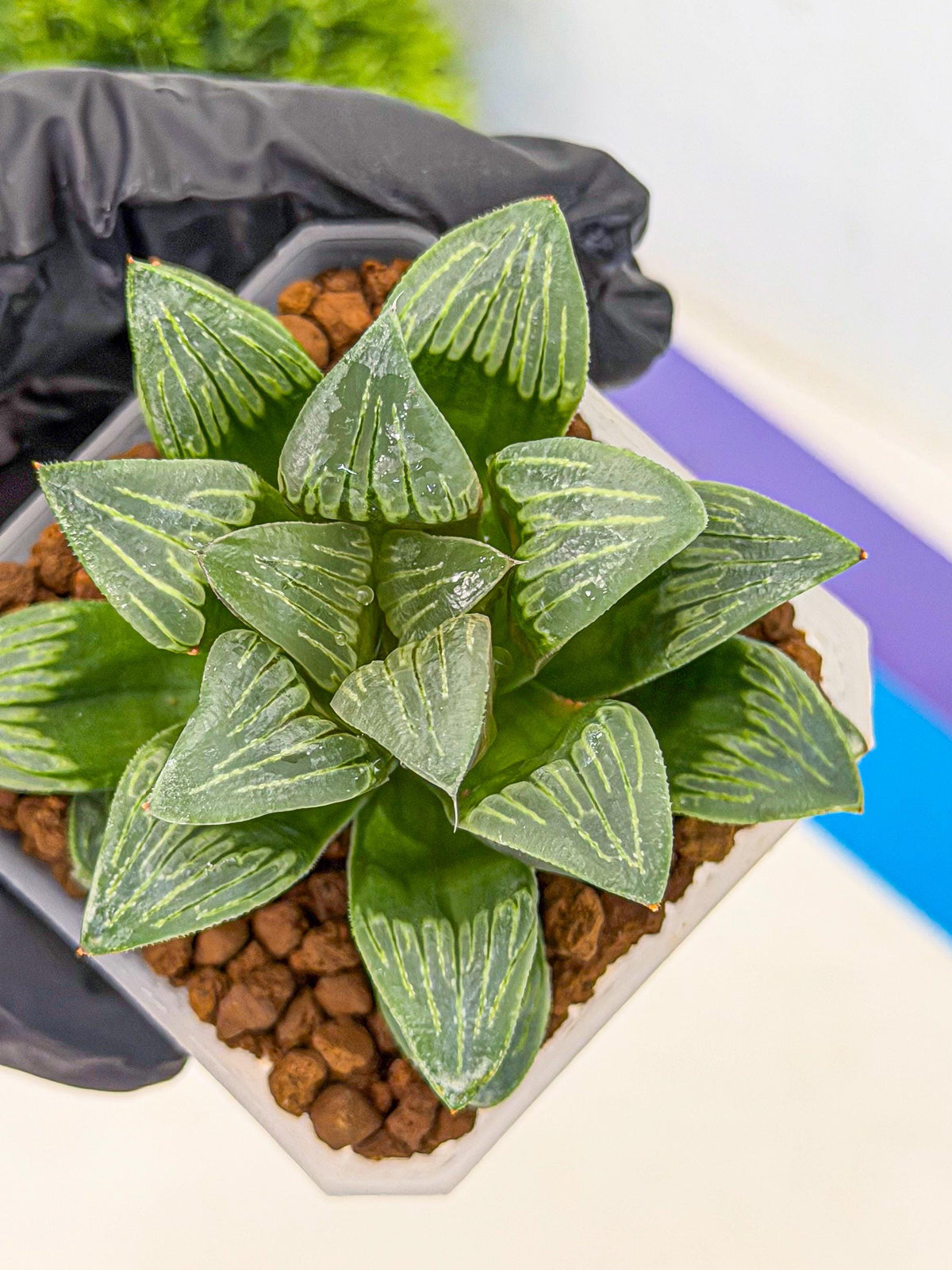 Haworthia Bai Guafu (wa3) (g6) | Hong Kong Rare Species