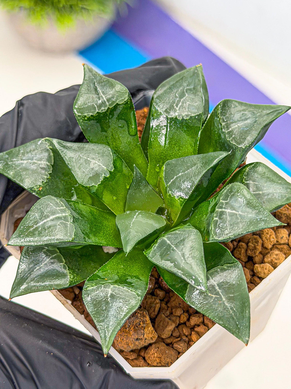 Haworthia Muke (wa3) (pp) | Rare Hybrids