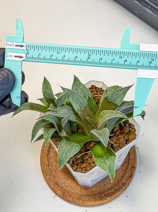 Haworthia Lu Zhi Xing (wa7) (r1) | Rare Import