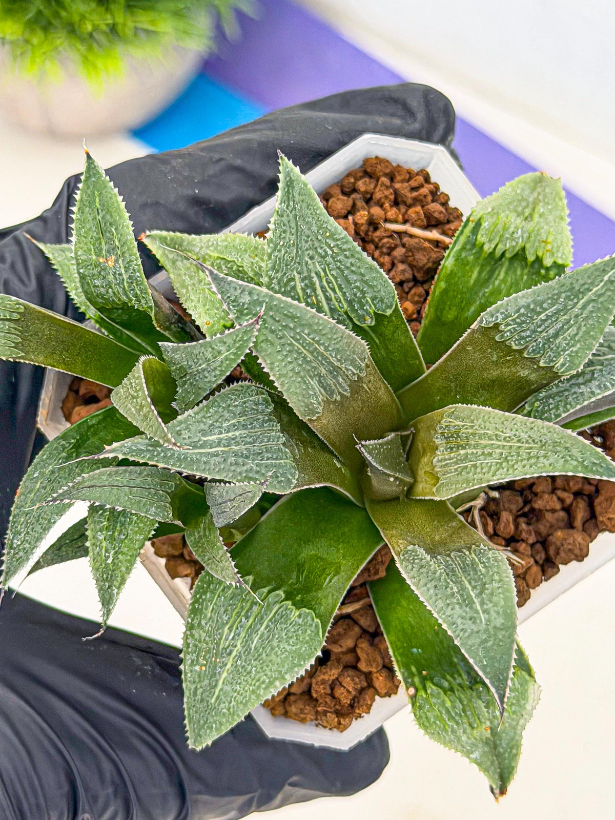 Haworthia Lu Zhi Xing (wa7) (r1) | Rare Import