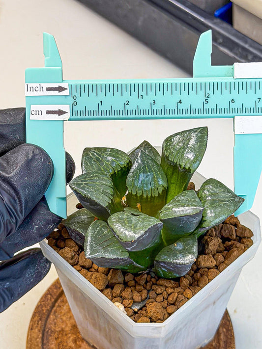 Haworthia Riyuentan (wa7) (g2) | Rare Import