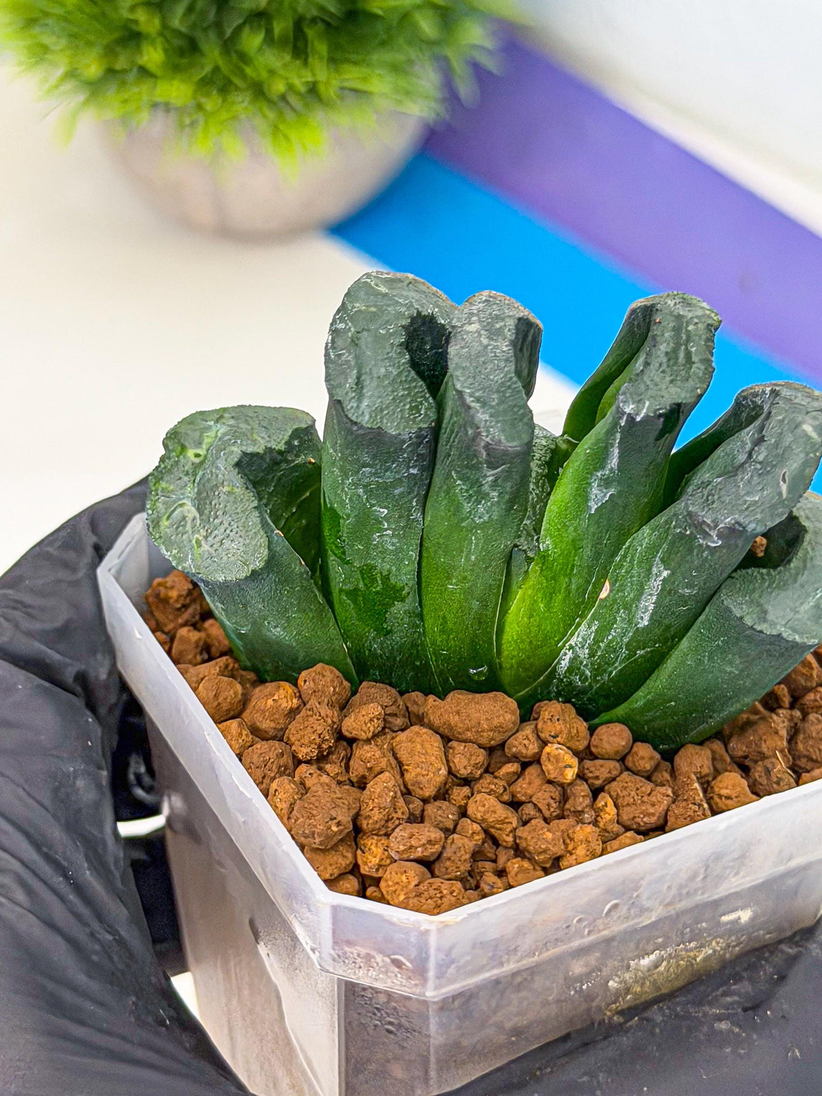 Haworthia Green Fall (wa7) (14) | Rare Hybrids