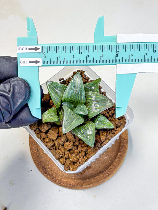 Haworthia Atrofosca lsl (wa11) (1) | Easy Care Indoor Plant