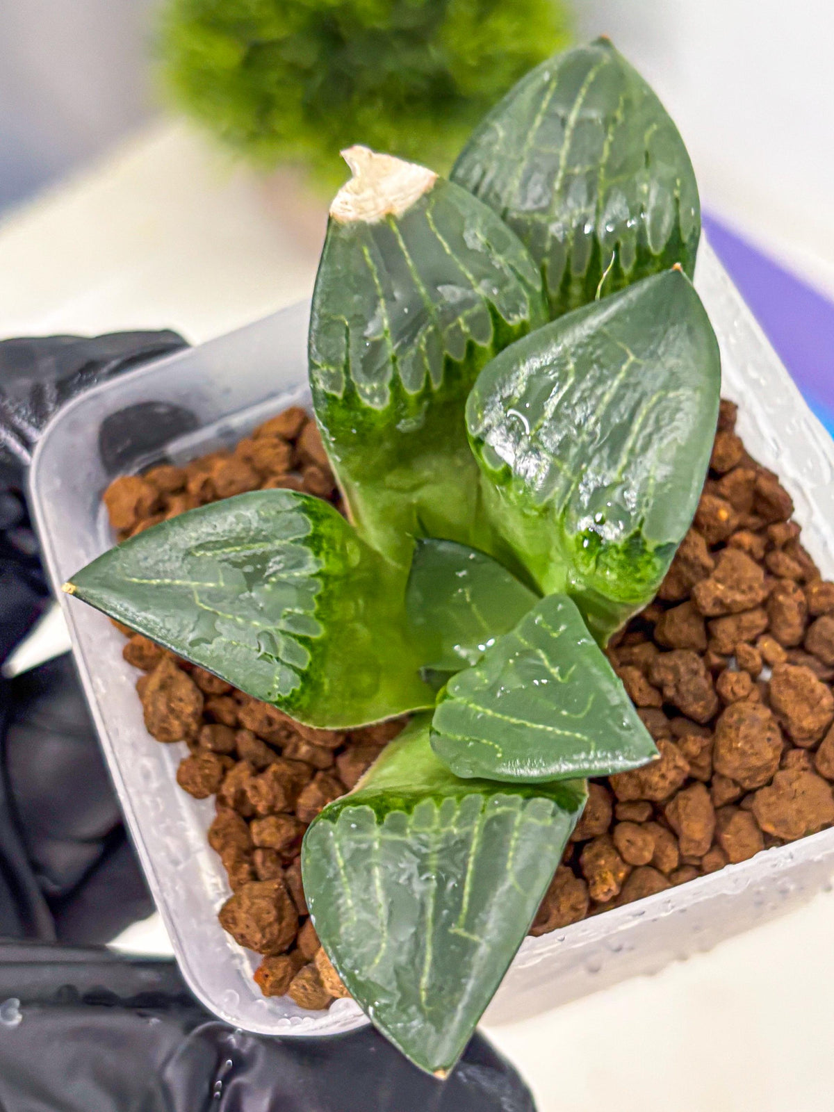 Haworthia Comptoniana ‘Abokyu’ (wa11) (pp) | Easy Care Indoor Plant