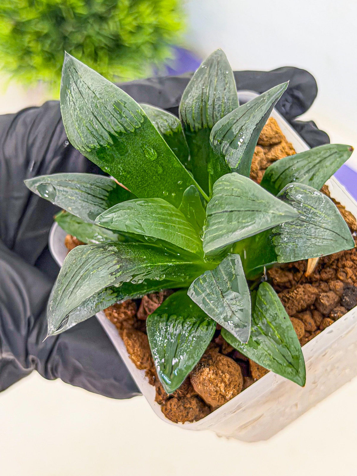 Haworthia JiuTun (wa3) (g1) | Hong Kong Rare Species