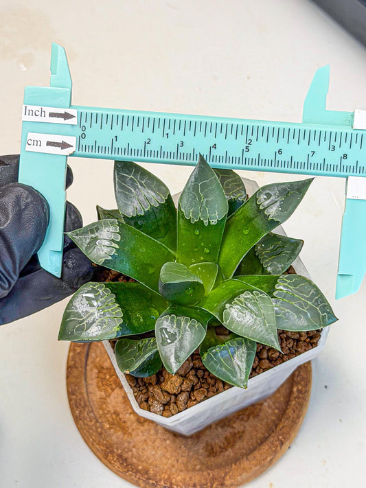 Haworthia Muke (wa3) (16) | Rare Hybrids