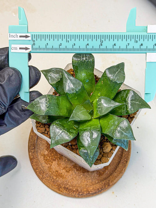 Haworthia Muke (wa3) (17) | Rare Hybrids