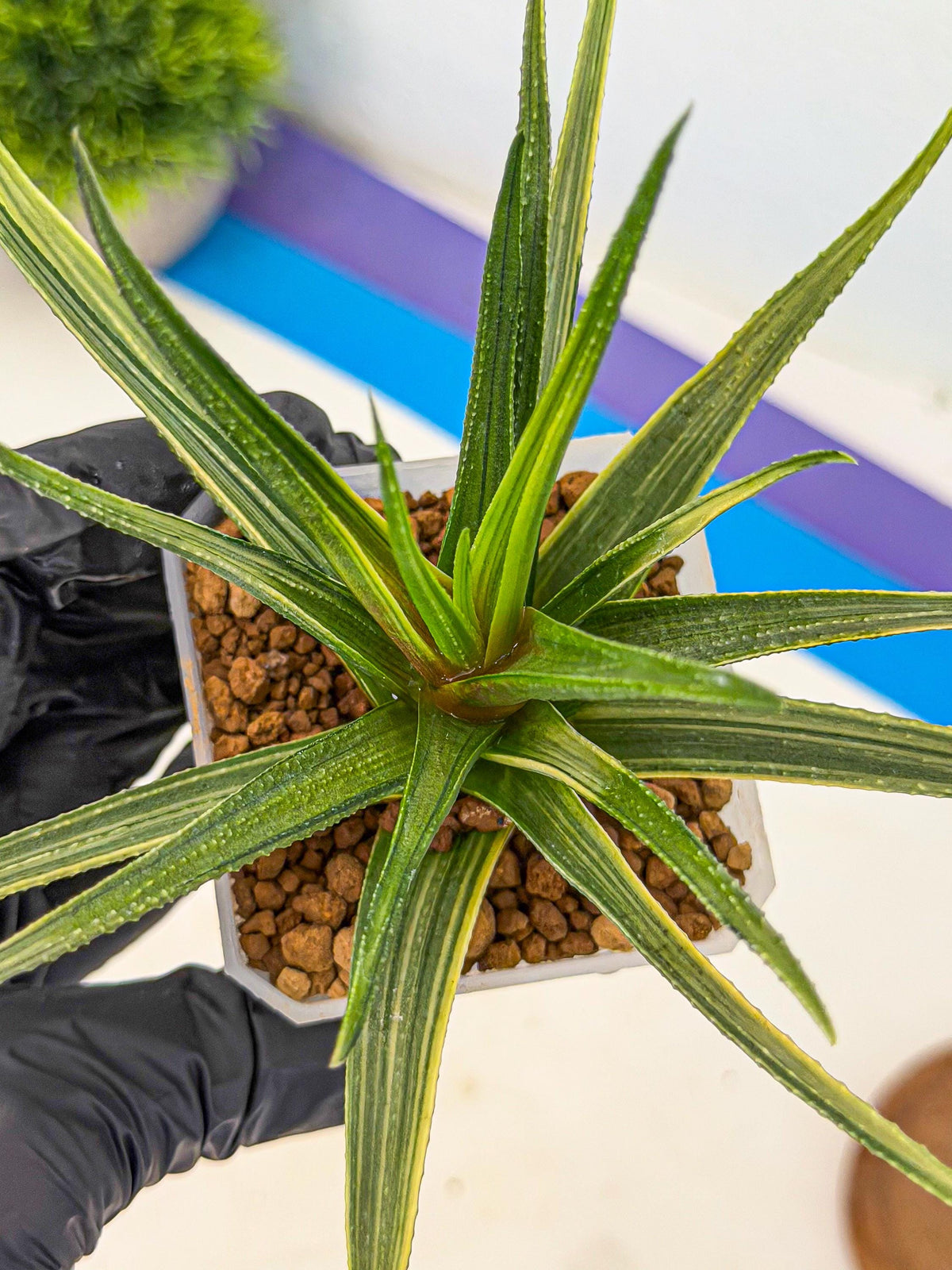 Haworthia Aura (wa7) (17) | Rare Hybrids
