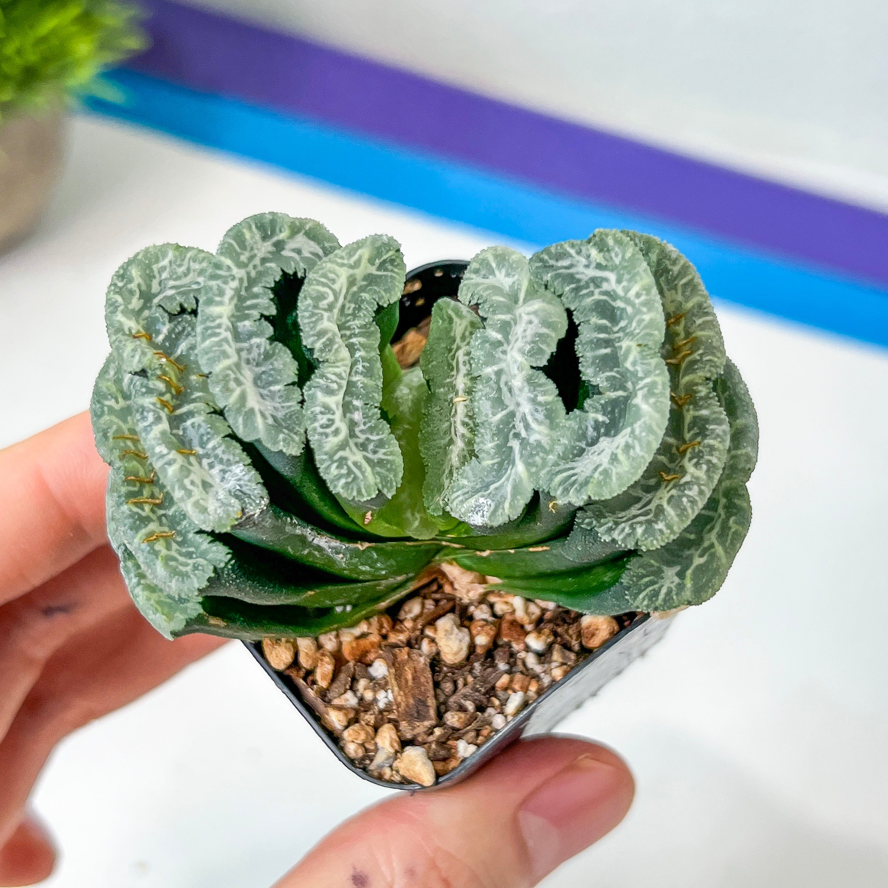 Haworthia