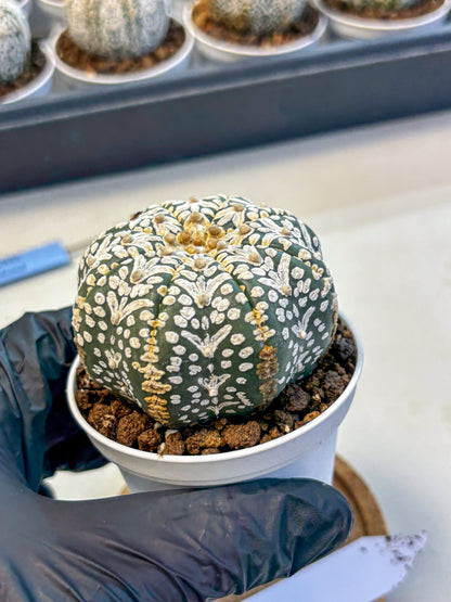 Astrophytum V Type (at5) (01) |  Sea urchin cactus