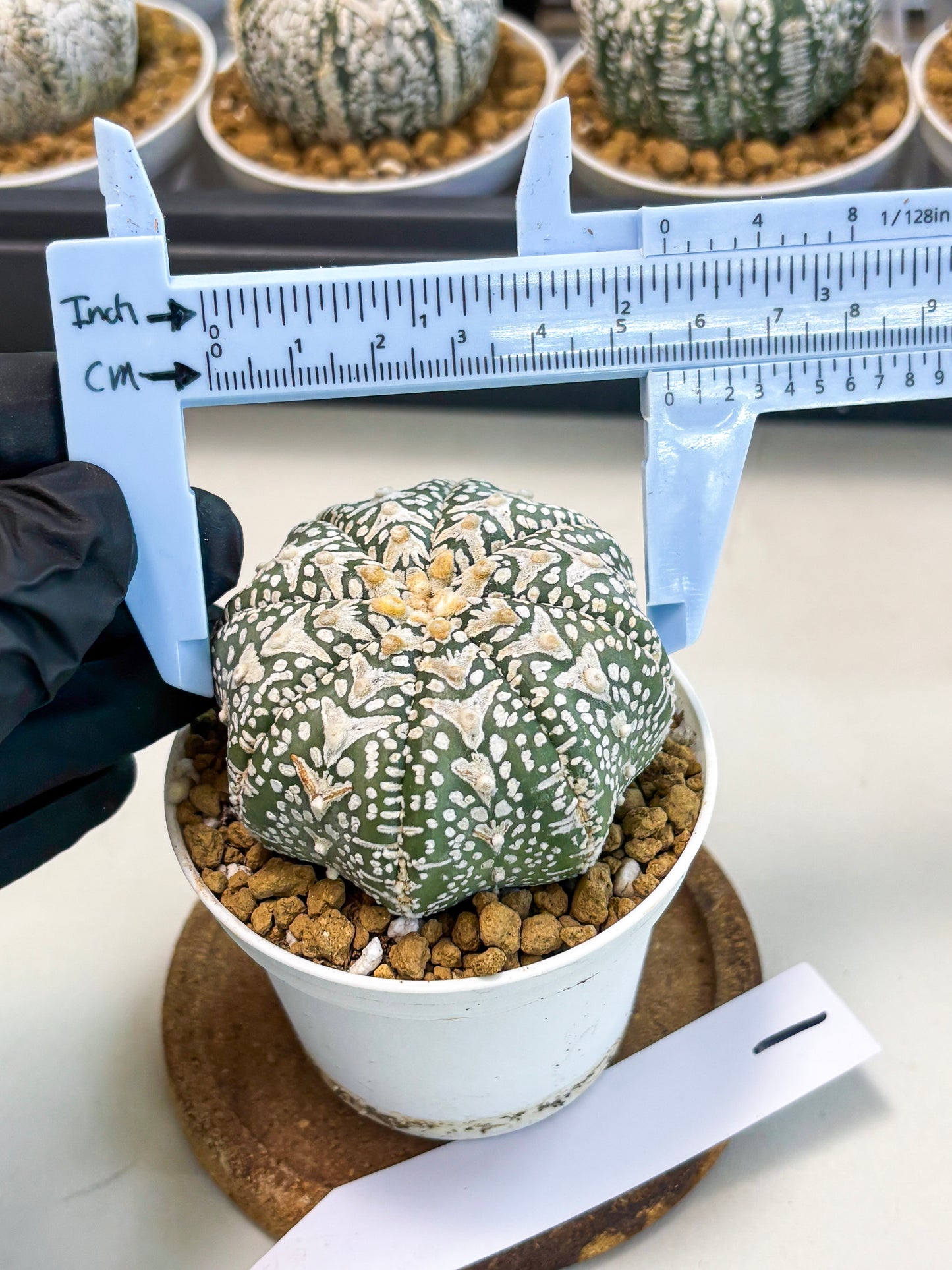 Astrophytum V-Type (at5) (p1) | Rare imported Plant