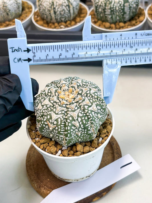Astrophytum V-Type (at5) (p1) | Rare imported Plant